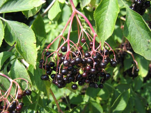 آقطی سیاه Sambucus nigra Elderberry Caprifoliaceae 4